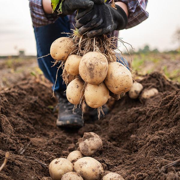 Freshly harvested and selected potatoes
