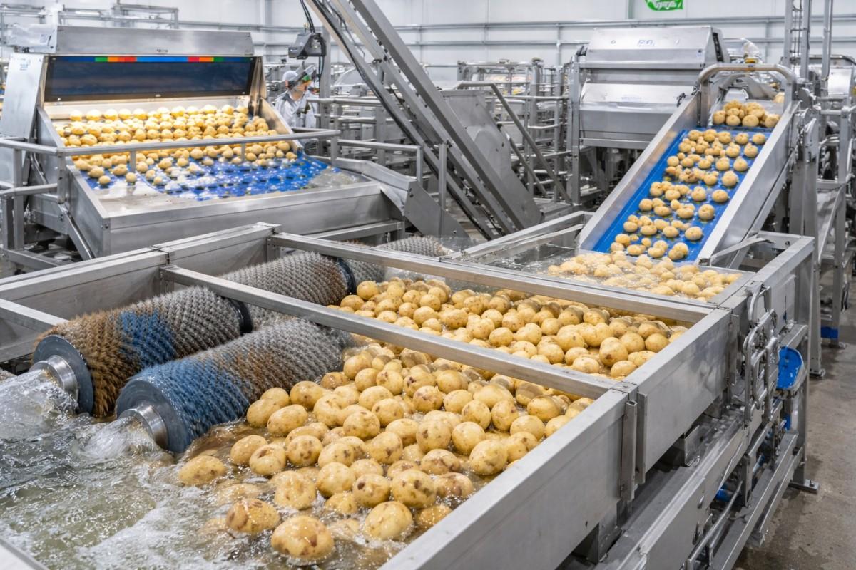 Washing, sorting and preparation of potatoes